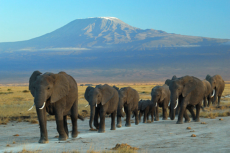 3-Day Amboseli Elephants & Kilimanjaro Safari