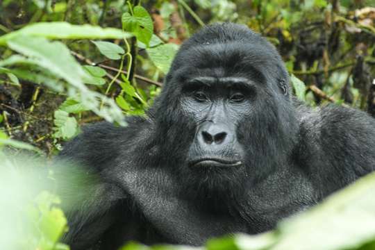 5-Day Uganda Gorilla Trekking Adventure