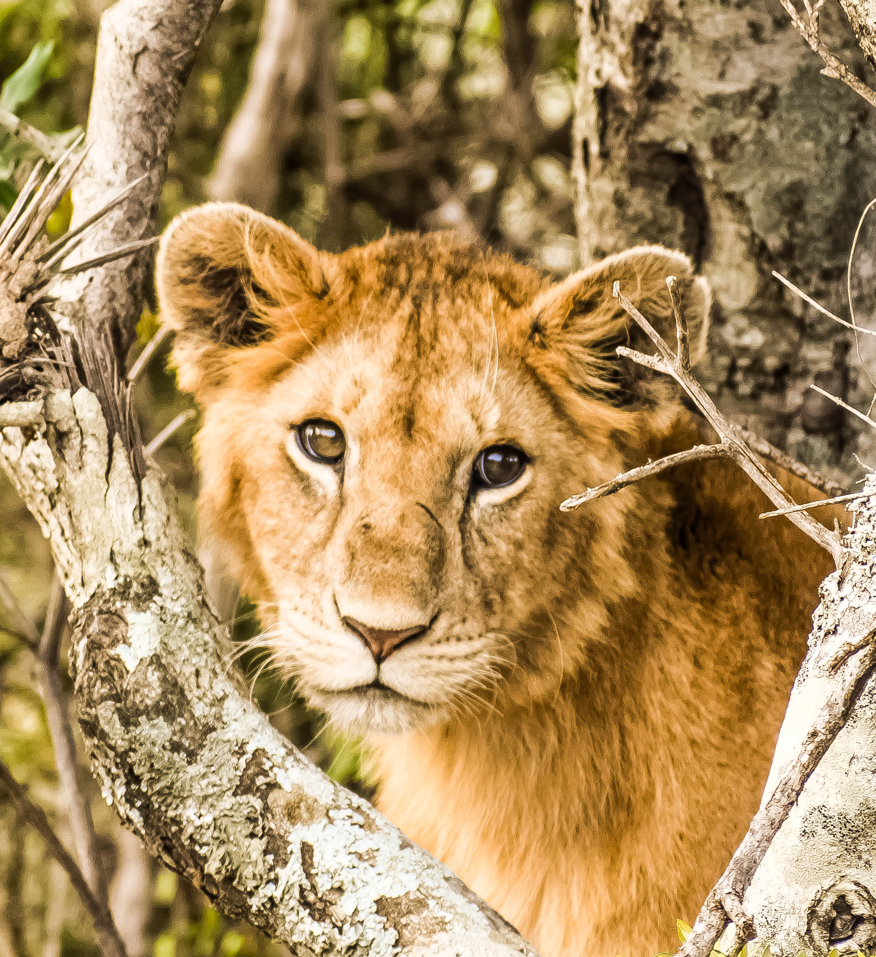 4-Day Maasai Mara Big Five Safari